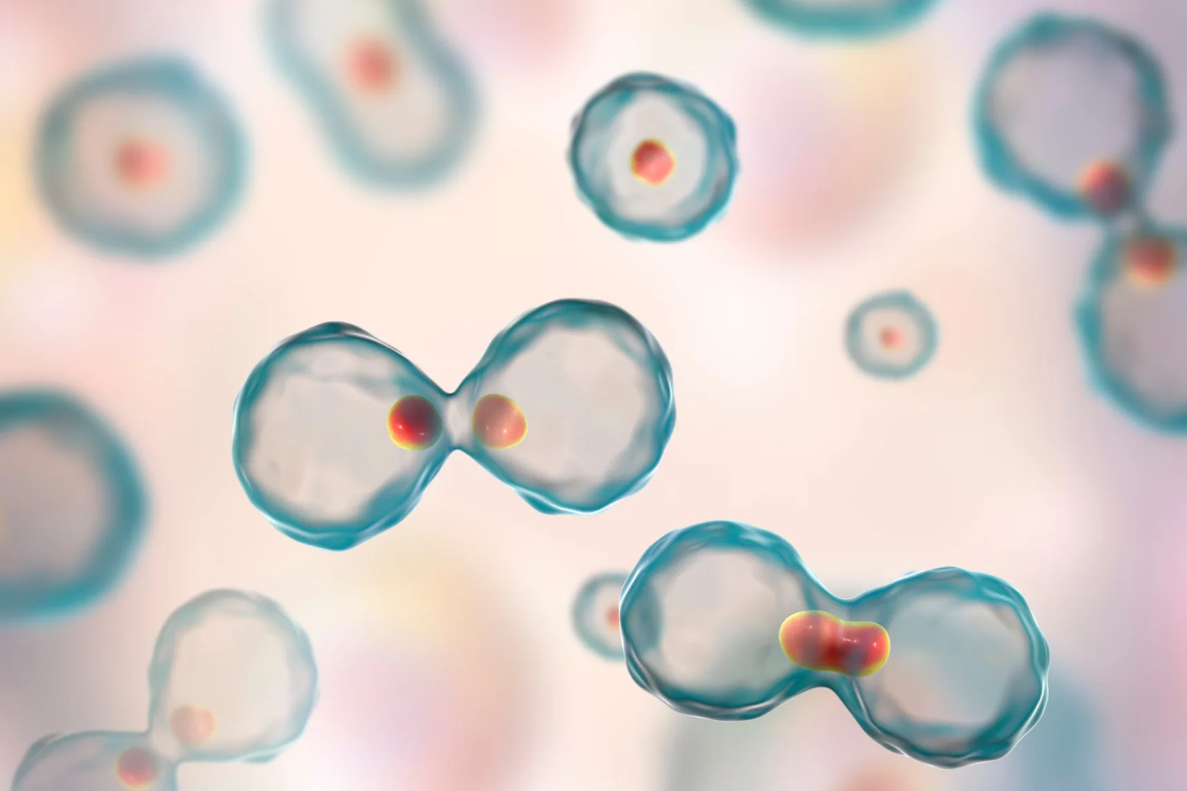 Cell biology imagery: the visual register of the Sutura site
